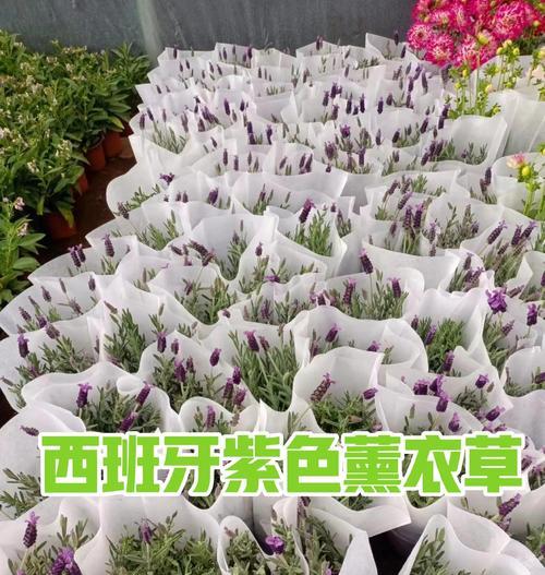 薰衣草的花语是爱情吗？它还有哪些其他含义？