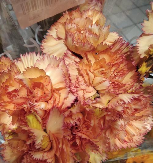 康乃馨花花语及寓意是什么？它传递了哪些情感？