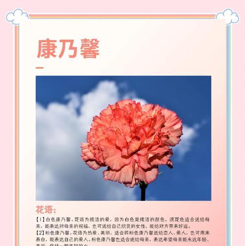 康乃馨花花语及寓意是什么？它传递了哪些情感？