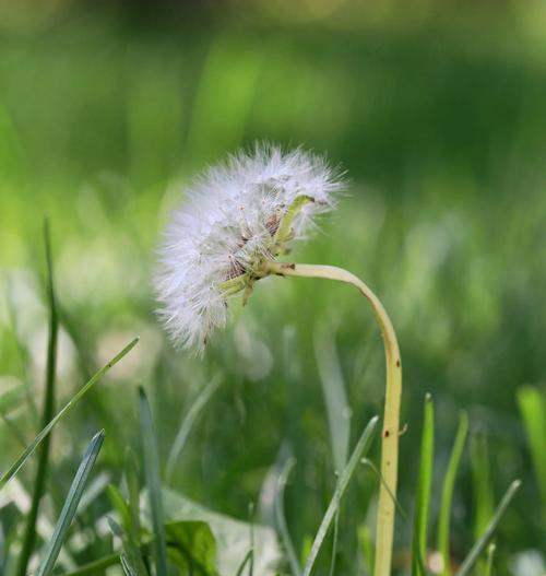 蒲公英的花语是什么？蒲公英象征着什么？