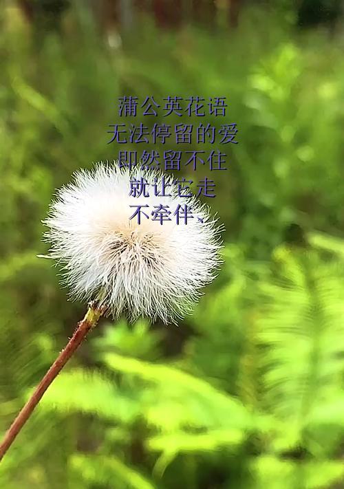 蒲公英的花语是什么？蒲公英象征着什么？