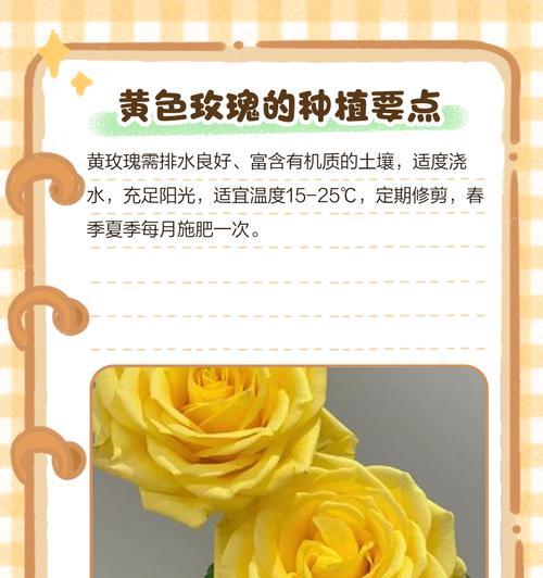 玫瑰不同颜色的花语是什么？玫瑰颜色代表的花语有哪些？