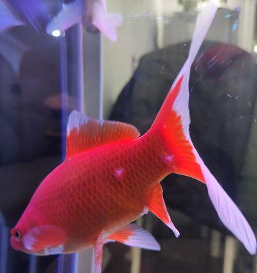 红色金鱼花的花语是什么？红色金鱼花代表悲哀吗？