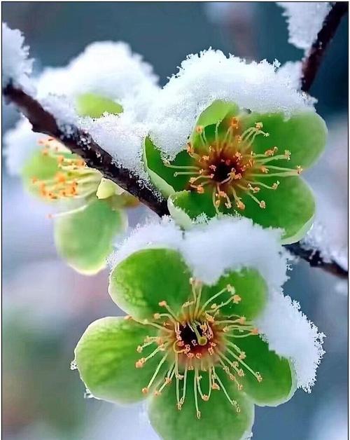 雪花花语是什么？哪些花朵代表冬天？