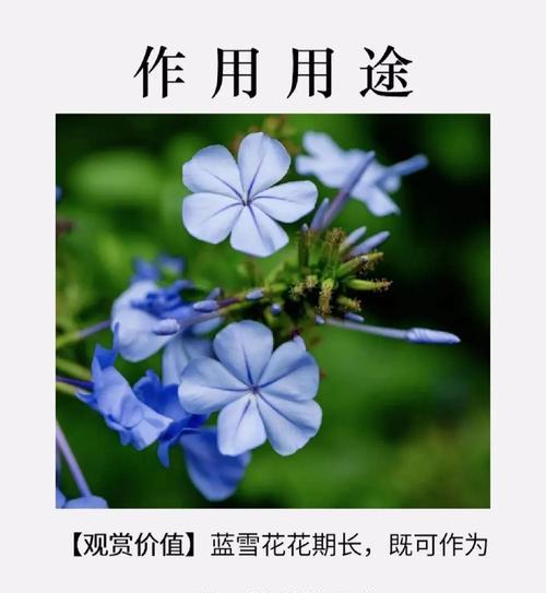 雪花花语是什么？哪些花朵代表冬天？