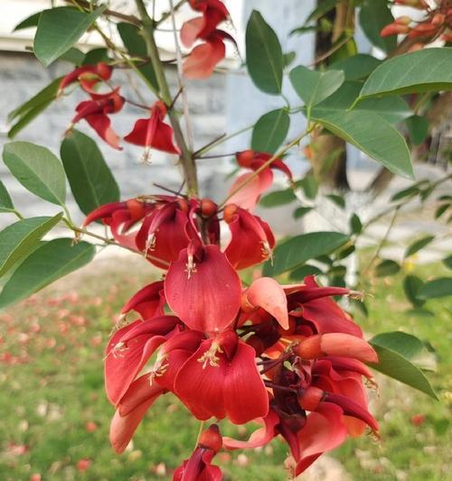 红色花在韩国的花语是什么？韩国文化中红色花的含义？