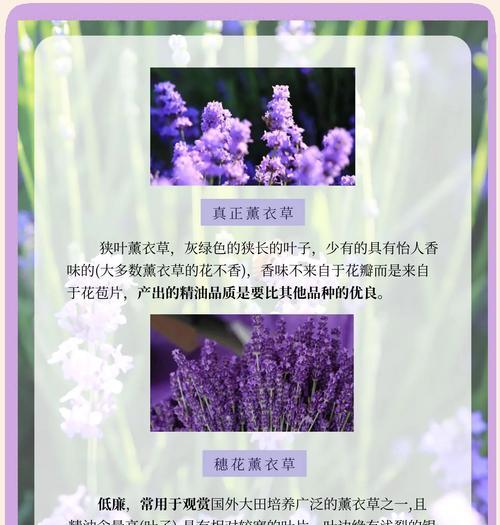 樱花与薰衣草的花语分别是什么？