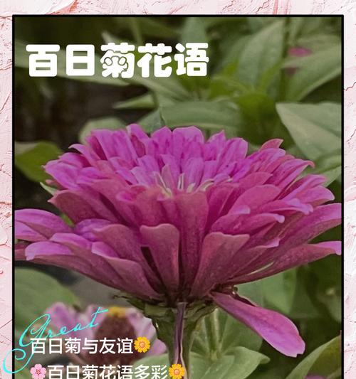 菊花的花语是什么？代表什么意义？