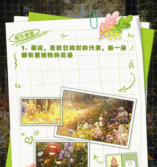 菊花的花语是什么？代表什么意义？