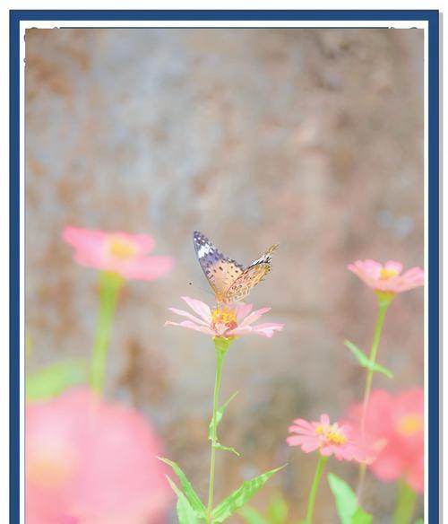 菊花的花语是什么？代表什么意义？