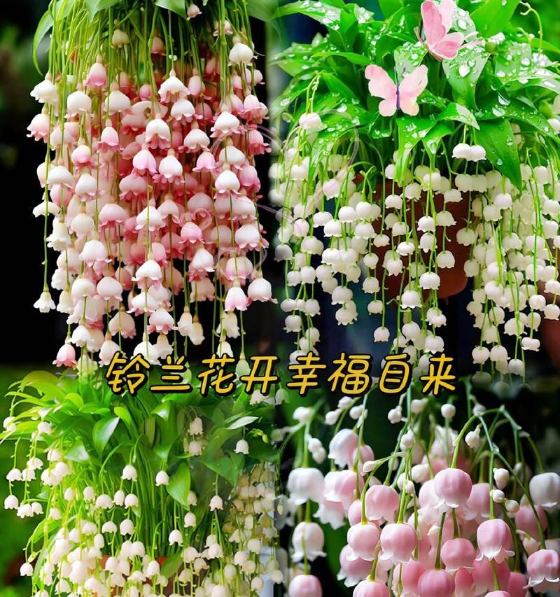 哪些盆栽的花语比较浪漫？浪漫盆栽花语解读？