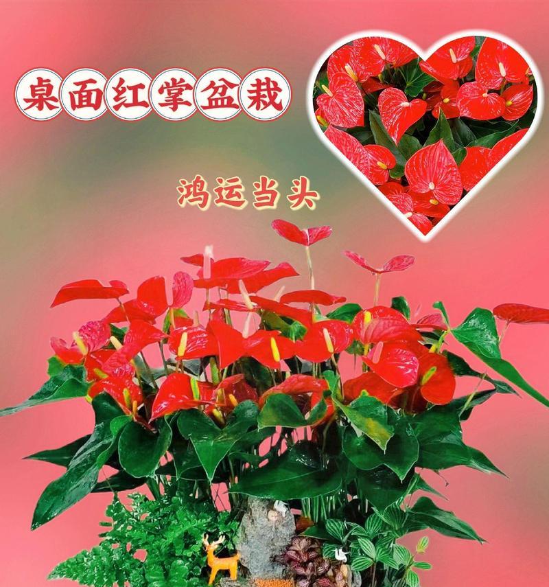 哪些盆栽的花语比较浪漫？浪漫盆栽花语解读？