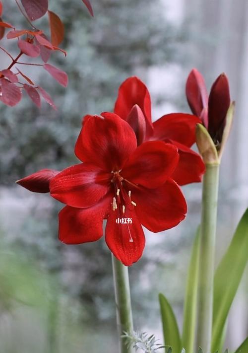 朱顶红不同颜色的花语是什么？红色朱顶红代表什么？