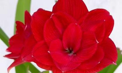 朱顶红不同颜色的花语是什么？红色朱顶红代表什么？