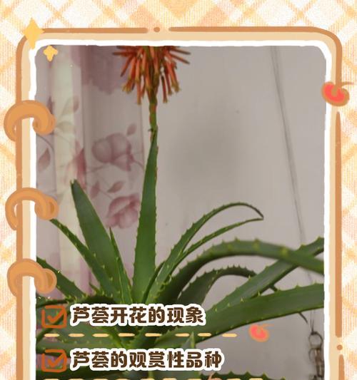 芦荟的花语是什么？芦荟在植物中的象征意义？