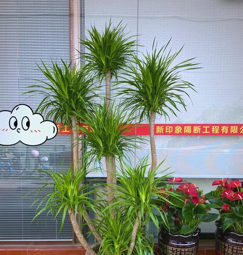 龙血树的花语是什么？龙血树在花语中代表什么？