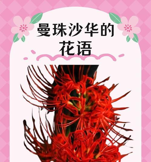 哪些花语具有特殊意义？如何理解这些特殊花语？