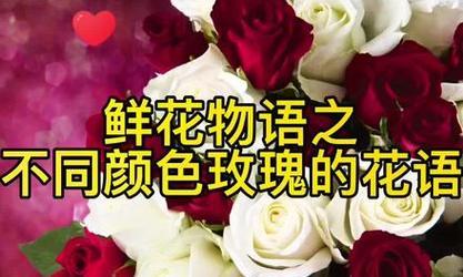 花语大全中颜色代表什么？颜色与花语的关系是什么？