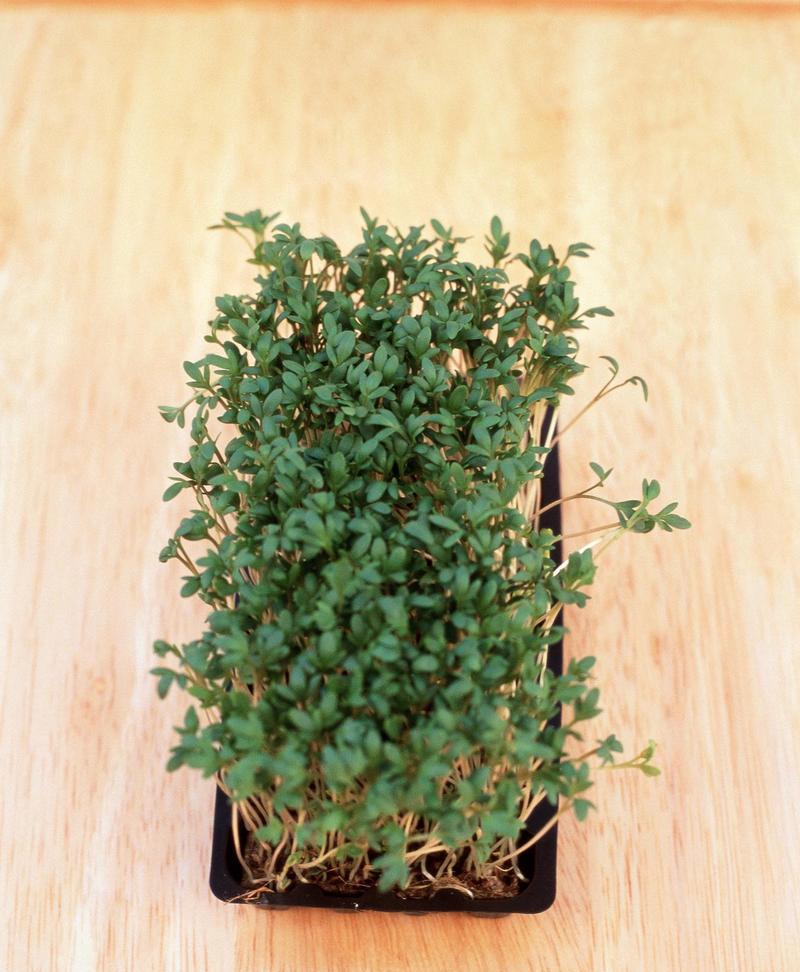 情人草的花语是什么？情人草代表了哪些情感？