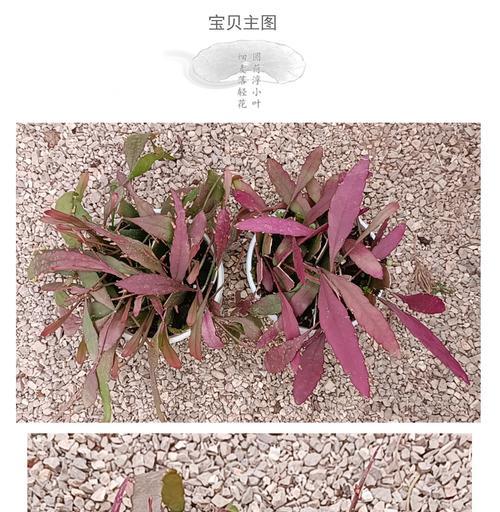 红珊瑚花的养殖方法和注意事项是什么？