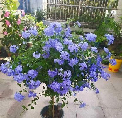 怎么养花藤？花藤养护和繁殖的技巧有哪些？