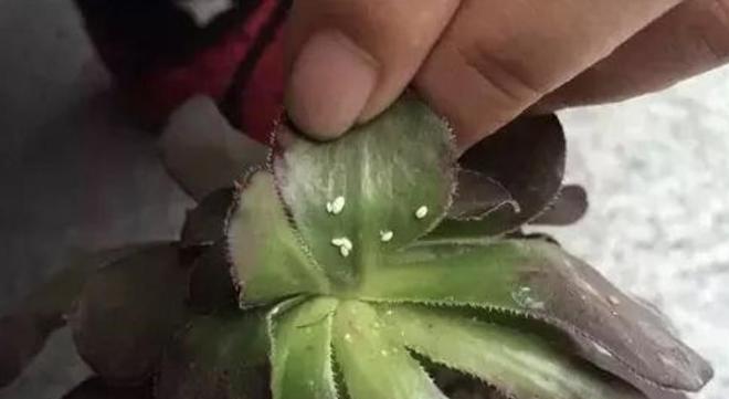 盆栽出现虫害如何处理？有效防治方法是什么？