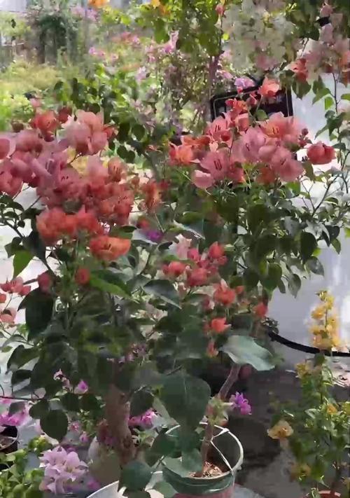 四季梅品种的花期有多长？四季梅品种如何管理？