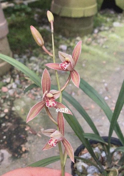 最好的兰花品种是什么？如何挑选最适合自己的兰花？