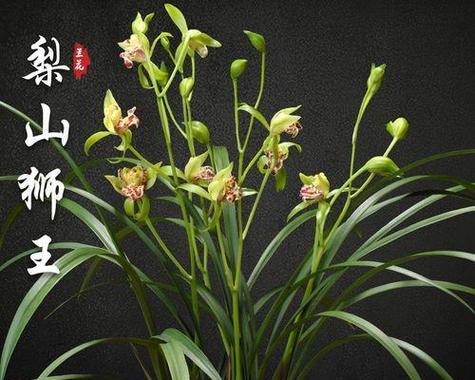 最好的兰花品种是什么？如何挑选最适合自己的兰花？