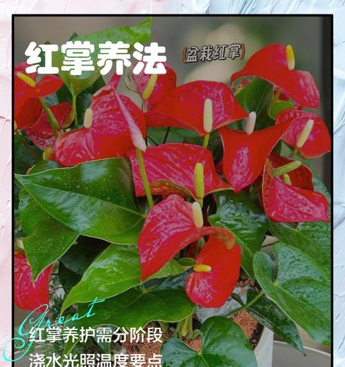 家庭中如何养好红掌？
