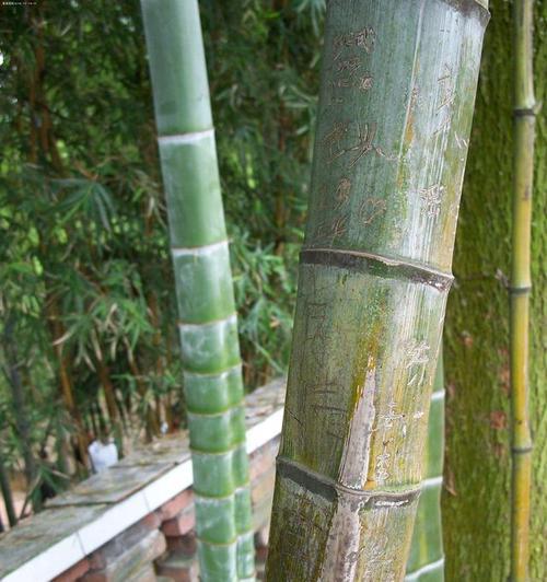 水生竹子品种选择指南？哪种水生竹子最适合家庭水池？