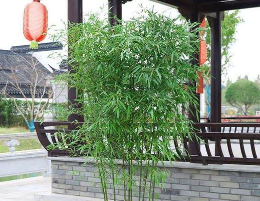 水生竹子品种选择指南？哪种水生竹子最适合家庭水池？