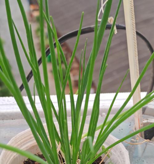 好看的水培植物有哪些？如何选择和养护好看的水培植物？