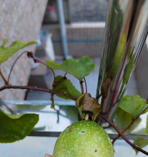 百香果种子种植的步骤是什么？种植后如何管理？