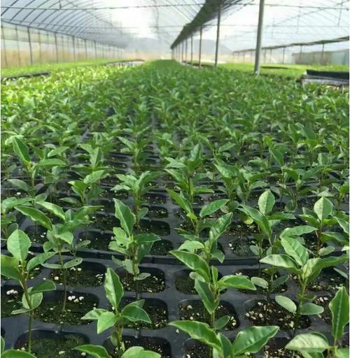 百香果种子种植的步骤是什么？种植后如何管理？
