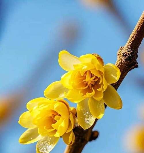 腊梅花有哪些颜色？腊梅花的花语是什么？