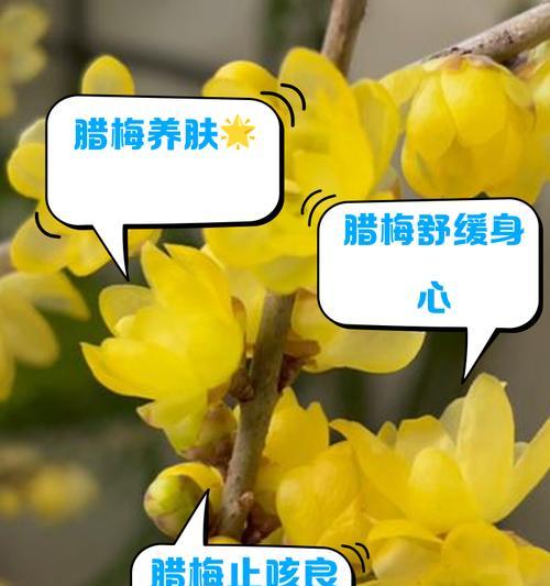 腊梅花有哪些颜色？腊梅花的花语是什么？