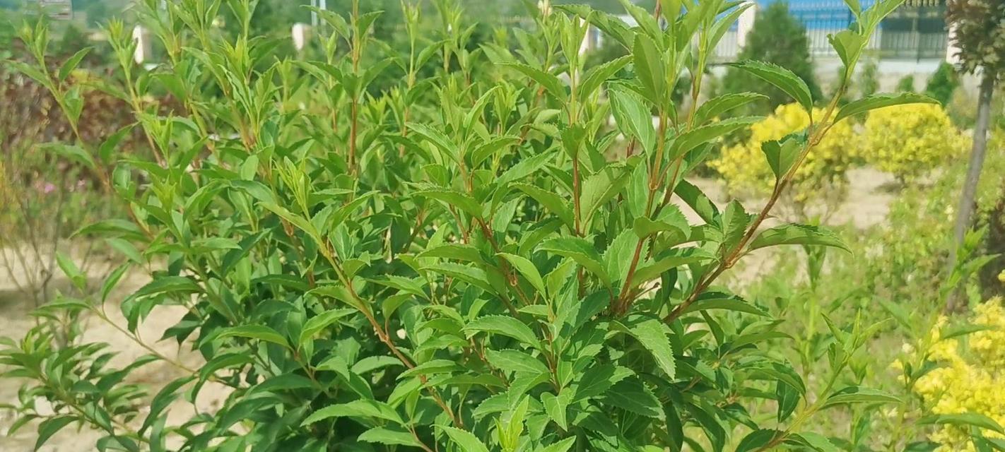夏天有哪些植物？夏季常见植物的养护技巧是什么？