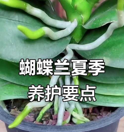 夏天有哪些植物？夏季常见植物的养护技巧是什么？