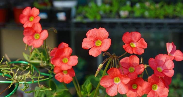 冬季开花植物有哪些？