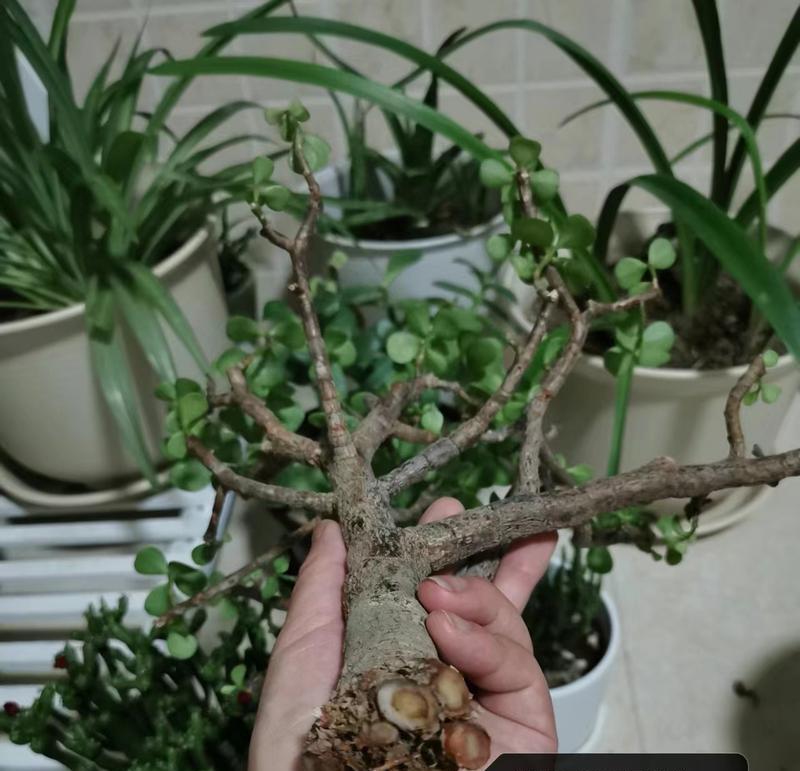 种的花叶子发干怎么办？如何有效预防和处理？