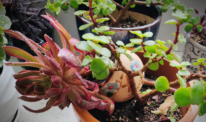 采摘鲜花后如何正确处理？