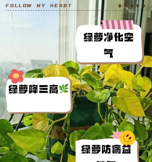 绿萝怎么养？绿萝的养殖方法和注意事项是什么？