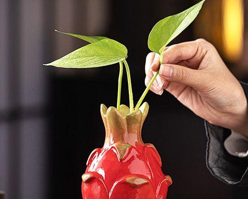 火龙果水培的详细操作指南？