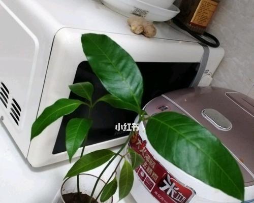 火龙果水培的详细操作指南？