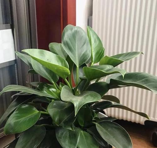 朝北的阳台适合养植哪些植物？