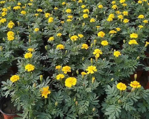 绿化花草品种如何选择？哪些品种最适合城市绿化？