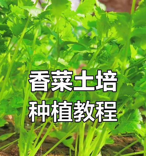 阳台种植香菜的步骤是什么？香菜在阳台能长得好吗？