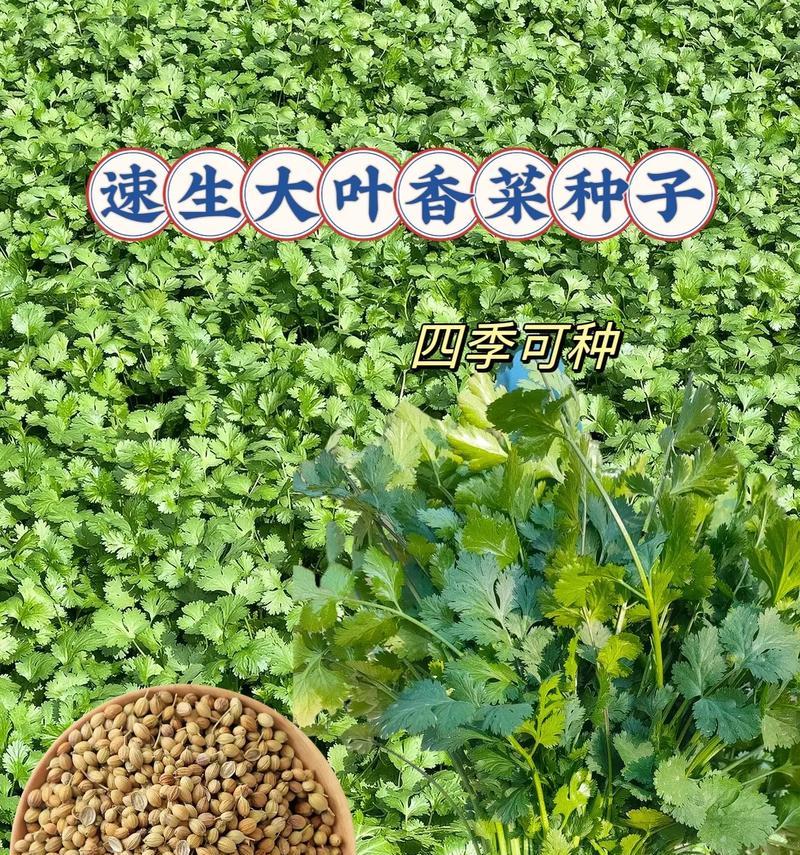 阳台种植香菜的步骤是什么？香菜在阳台能长得好吗？