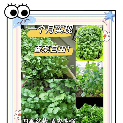 阳台种植香菜的步骤是什么？香菜在阳台能长得好吗？